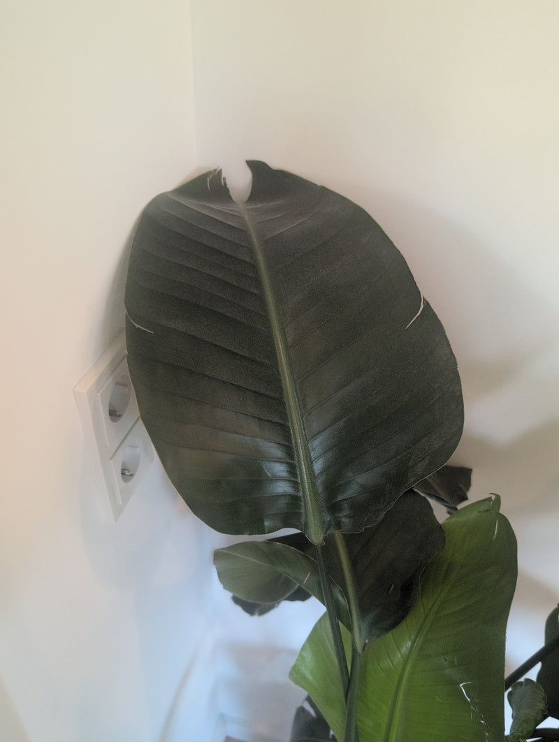 Strélitzia — Bild 1