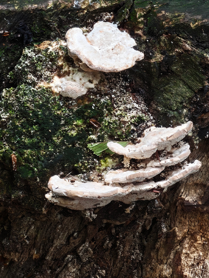 Plusieurs carpophores clairs de Trametes hirsuta poussent sur une souche moussu. La surface des chapeaux est poilue.