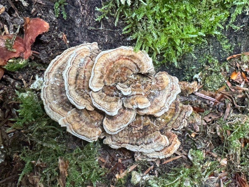 Les carpophores d'un tramète hirsute aux zones concentriques poussent sur du bois mort moussu.