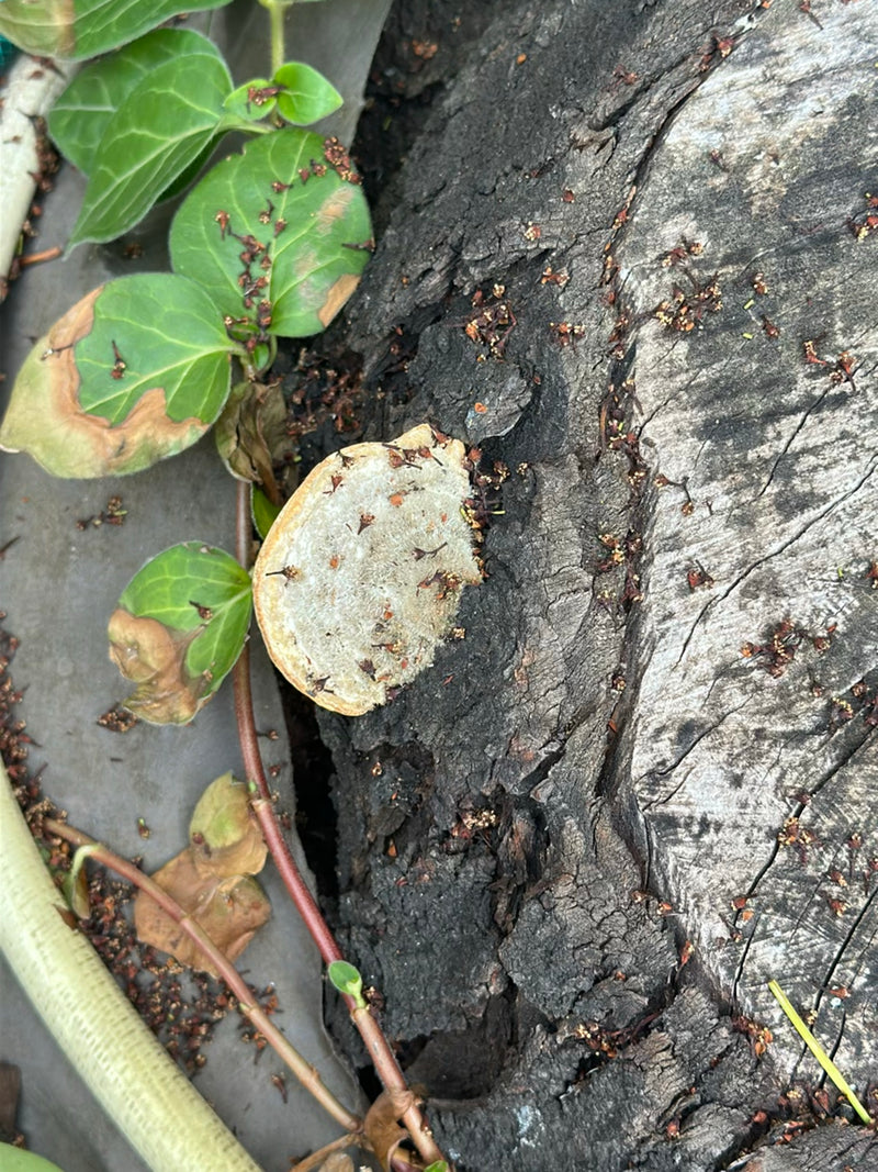 Champignon étagé frisé — Bild 1
