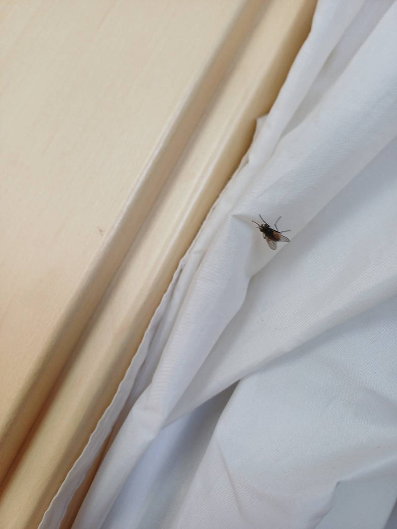 Grosse mouche domestique — Bild 1