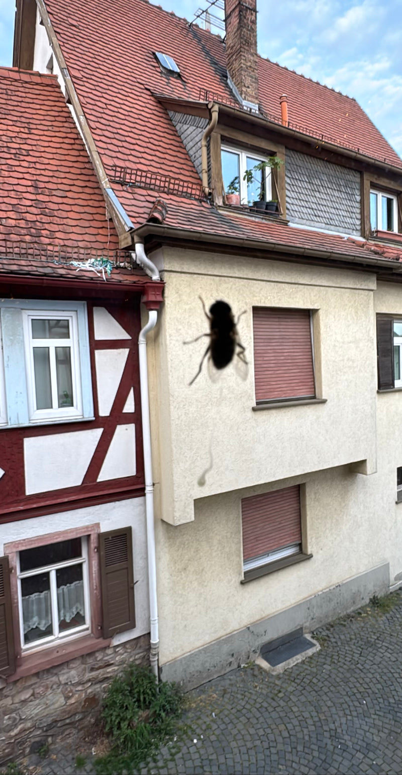 Une mouche domestique vole devant la façade d'une maison. L'animal est proche et reconnaissable comme une silhouette sombre floue.