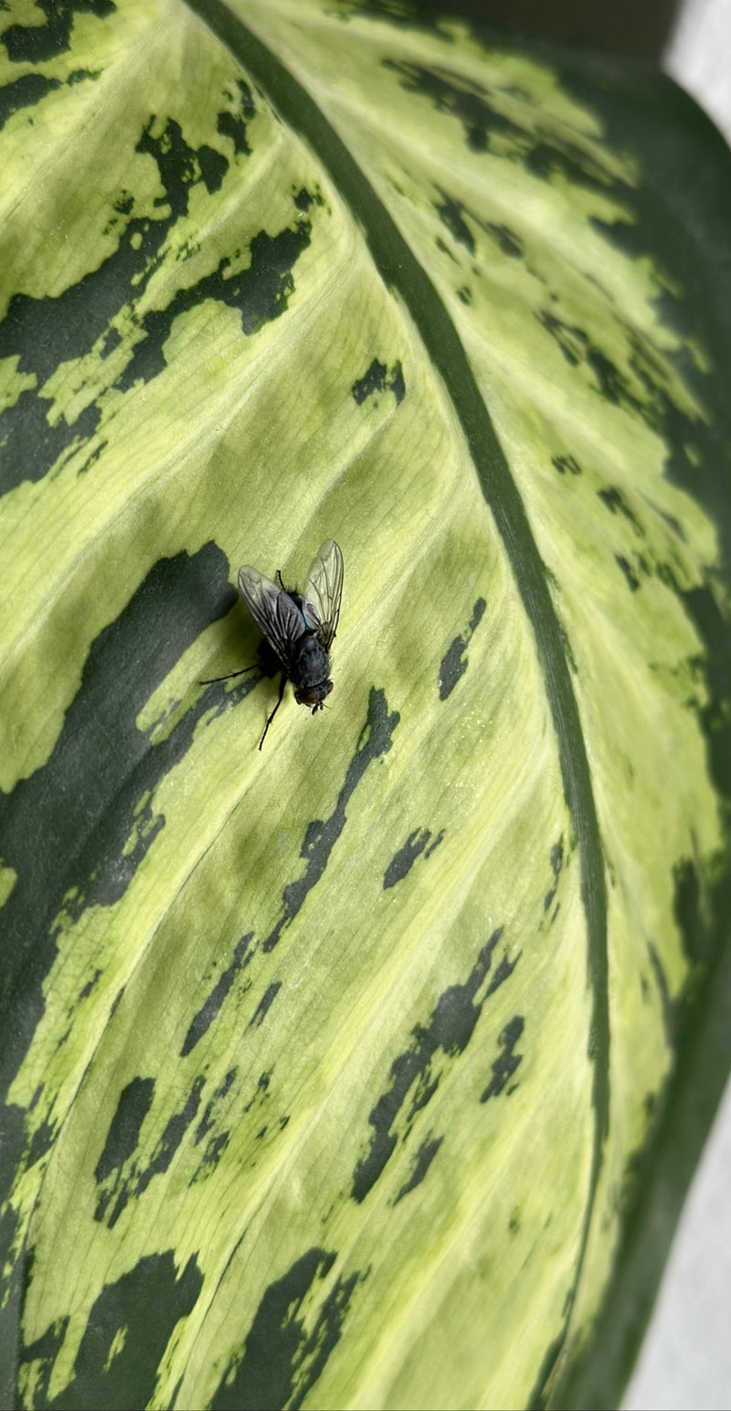 Une mouche à viande repose sur une grande feuille panachée verte et blanche.