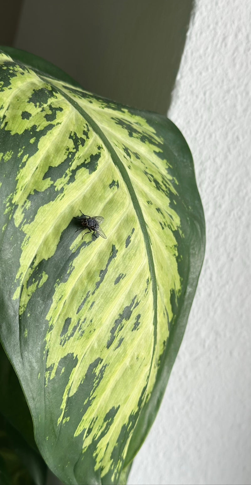 Une mouche domestique est posée sur la partie supérieure d'une grande feuille de plante aux motifs verts et jaunes. L'insecte est bien visible.