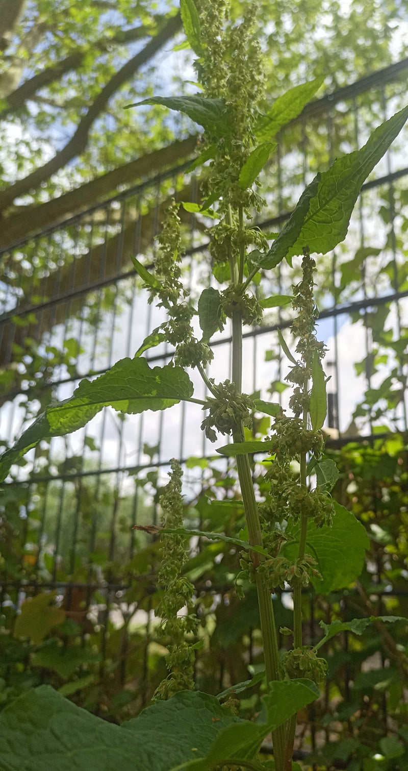 Quai à feuilles émoussées — Bild 1
