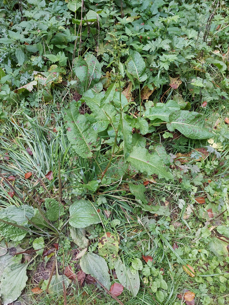Un rumex à feuilles obtuses avec ses larges feuilles caractéristiques et sa tige florale dressée pousse parmi des plantains et de l'herbe.