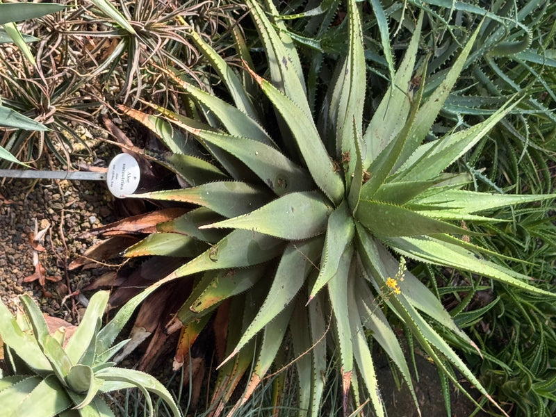 Sukotrina-Aloe — photo 1 sur 1