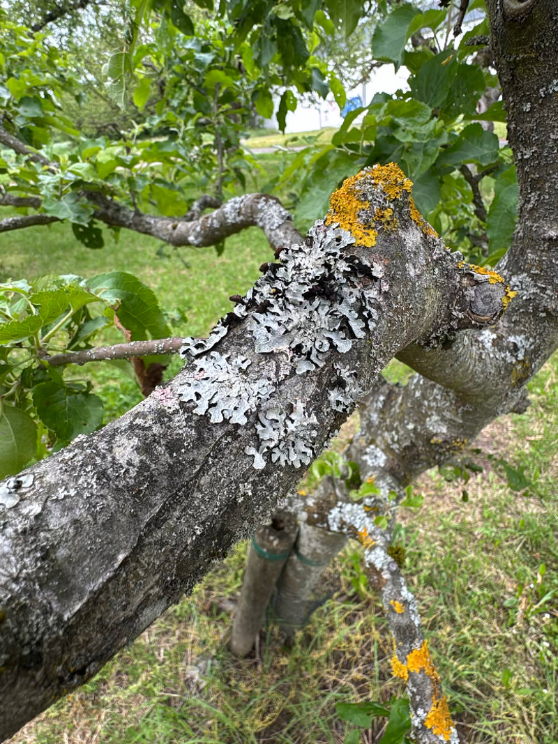 Lichen sillonné — Bild 1