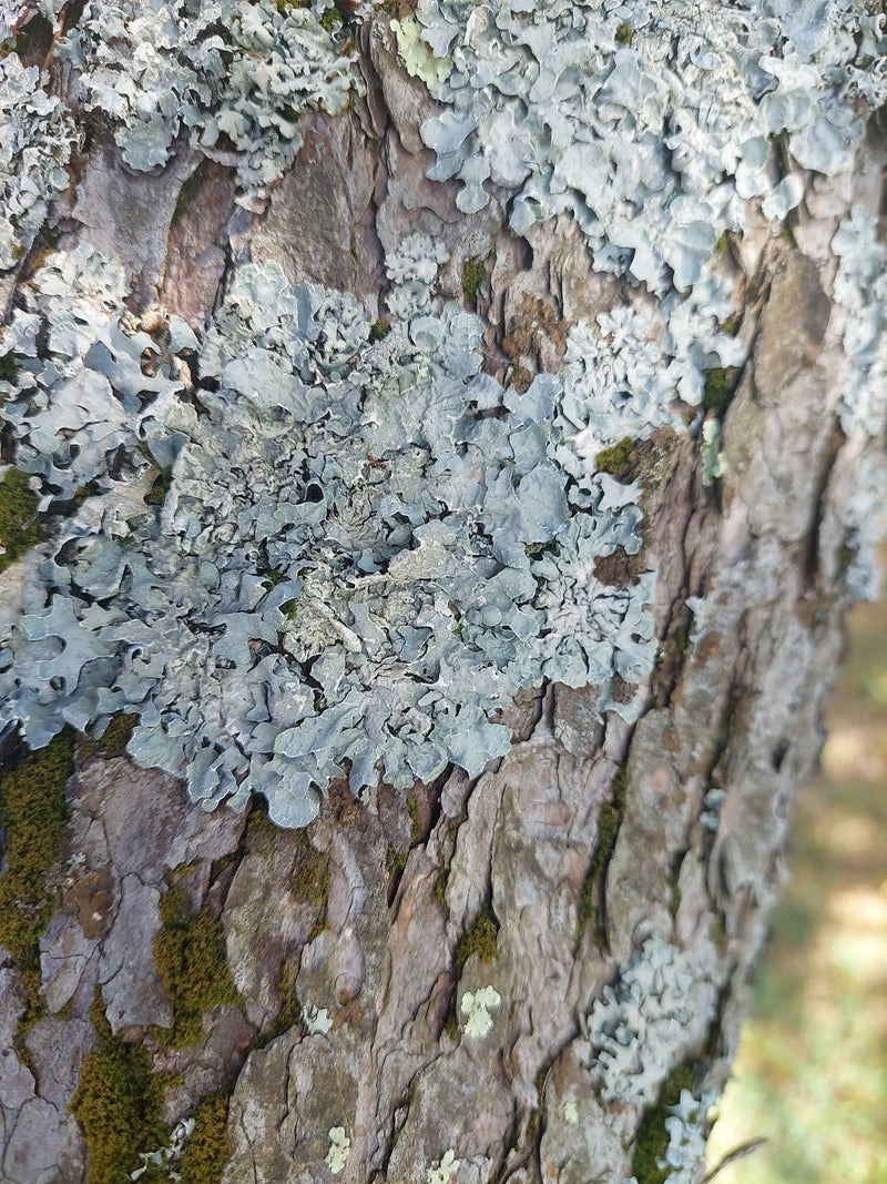 L'image montre un lichen du genre Parmelia poussant sur l'écorce rugueuse d'un arbre. Les structures thallines gris-vert du lichen sont représentées en détail.