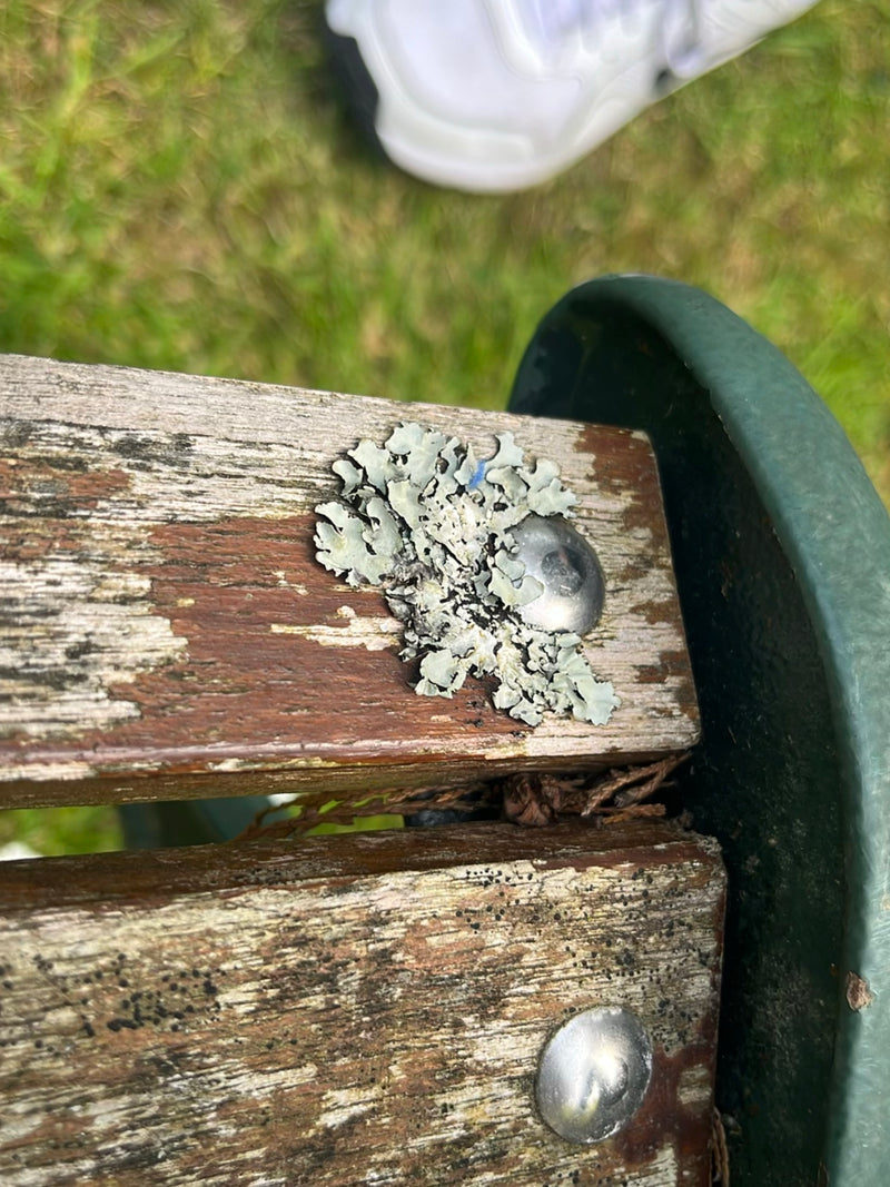 L'image montre un lichen (Parmelia sulcata) poussant sur la lattes en bois d'un banc. Le thalle foliacé gris-verdâtre du lichen s'étend autour d'une vis en m...