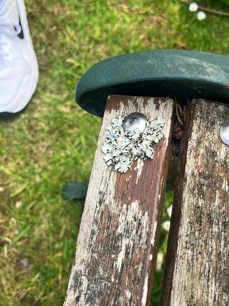 Une lichen sulcacé gris-verdâtre pousse sur la surface en bois altérée d'un banc de jardin. Les lobes caractéristiques du lichen sont bien visibles.