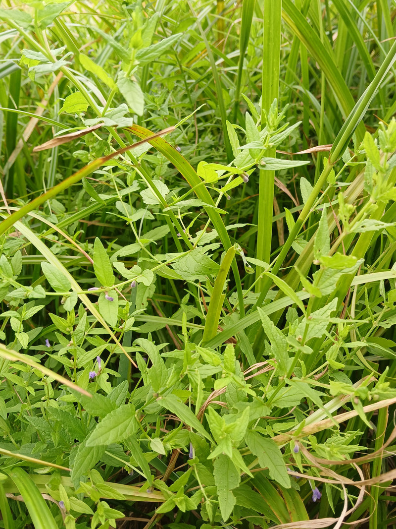 Calotte des marais — Bild 1
