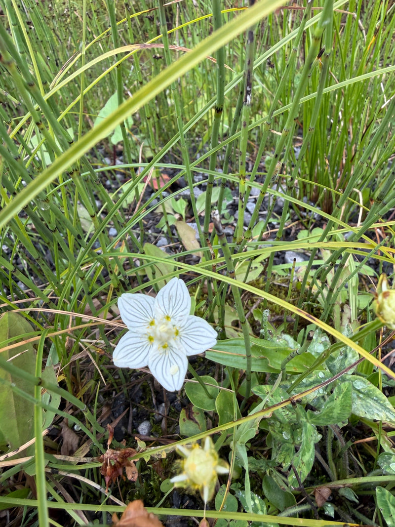 Feuille de cœur des marais — Bild 1