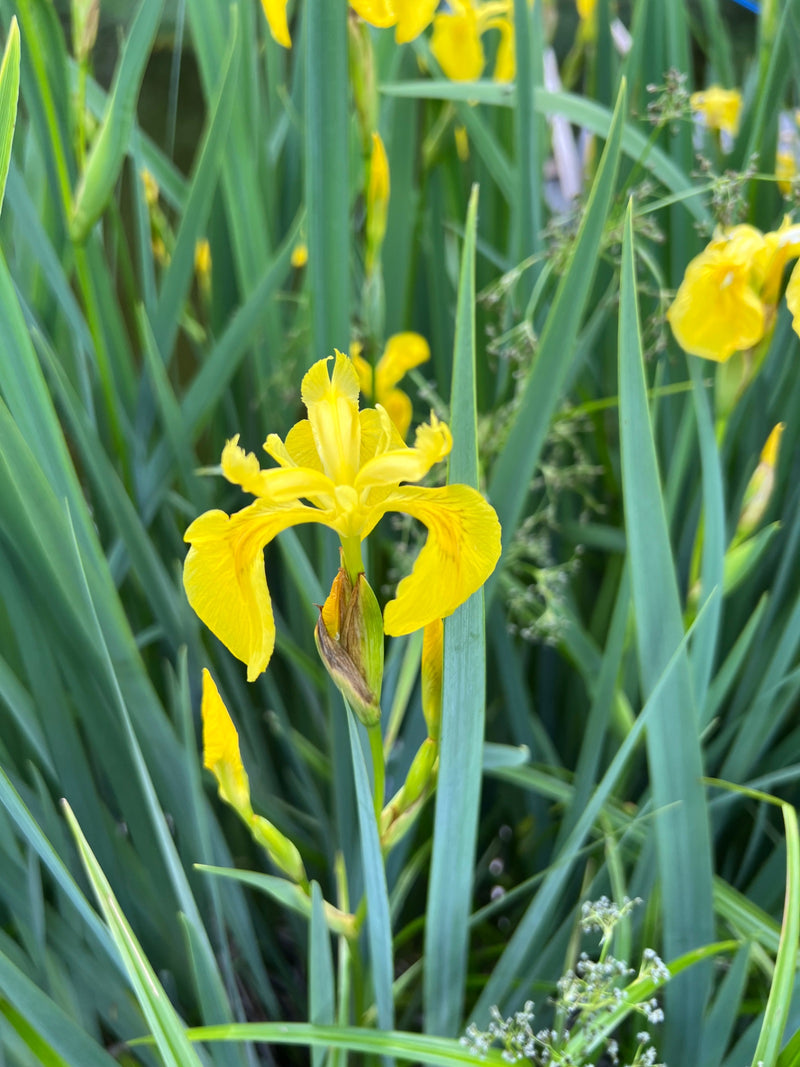 Iris des marais — Bild 1