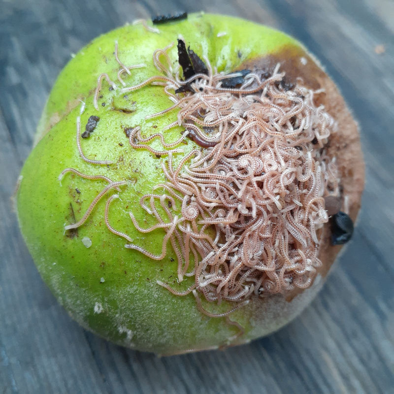 Mille-pattes tacheté — Bild 1