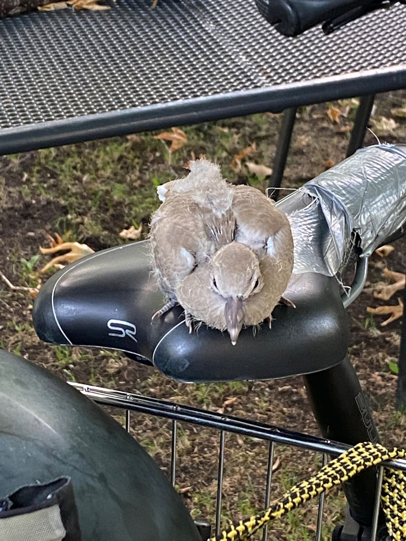 Une jeune tourterelle turque est assise bien en vue sur la selle noire d'un vélo.