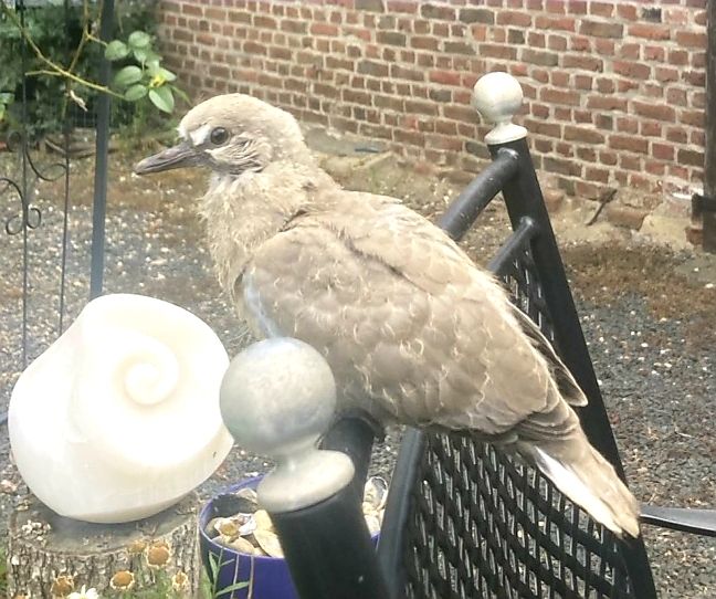 Une jeune tourterelle turque est posée sur le dossier d'une chaise dans un jardin. Un mur de briques est visible à l'arrière-plan.