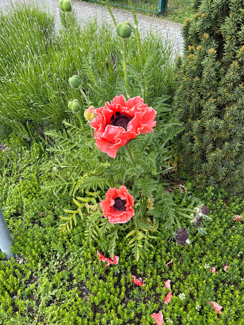 Pavot turc — Bild 2