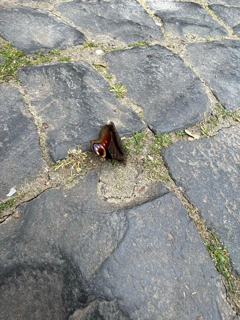 Papillon paon — Bild 2