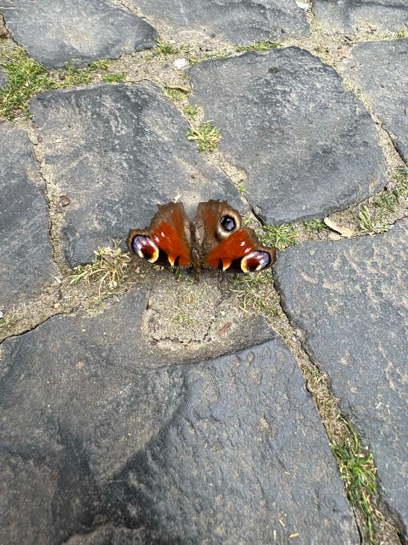 Papillon paon — Bild 1