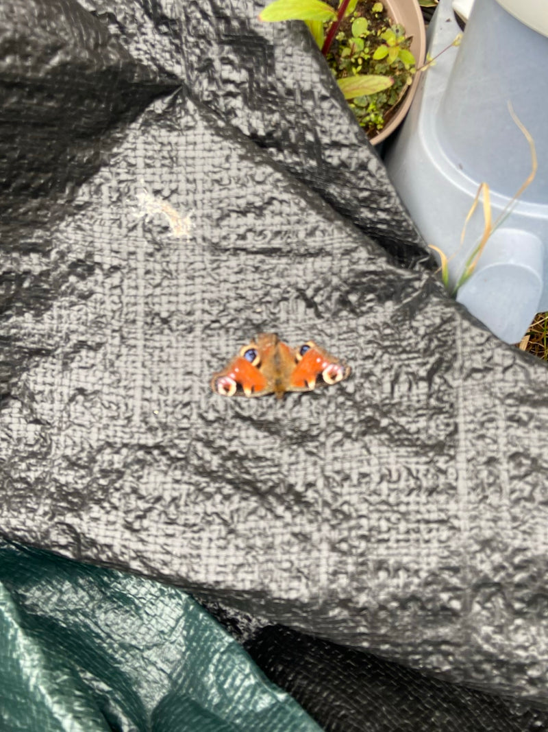 Un paon du jour est posé, les ailes ouvertes, sur une bâche plastique sombre. Les ocelles caractéristiques sur les ailes rouge-brun sont bien visibles.