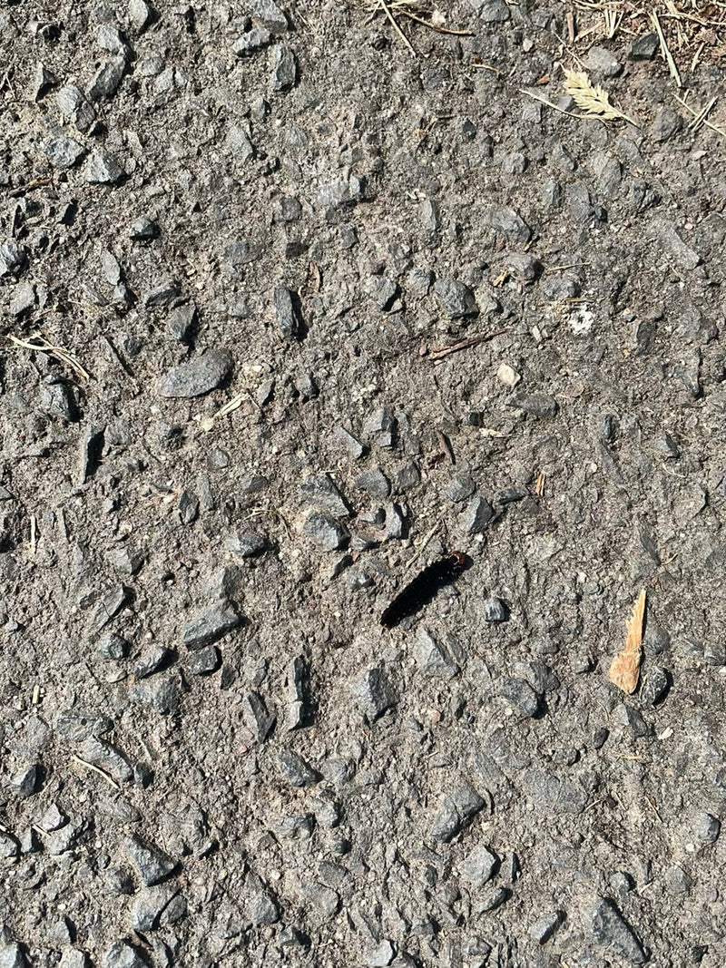 Une petite chenille sombre rampe sur un sol en asphalte pierreux. Il s'agit d'un stade larvaire du paon du jour.