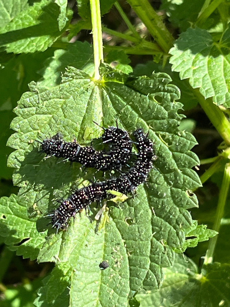 Plusieurs chenilles noires et épineuses du paon du jour reposent ensemble sur le dessus d'une feuille d'ortie verte.