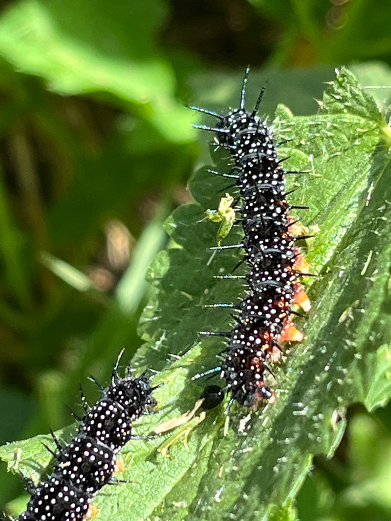 On peut voir deux chenilles épineuses sombres, noires et blanches, posées sur une feuille d'ortie verte.