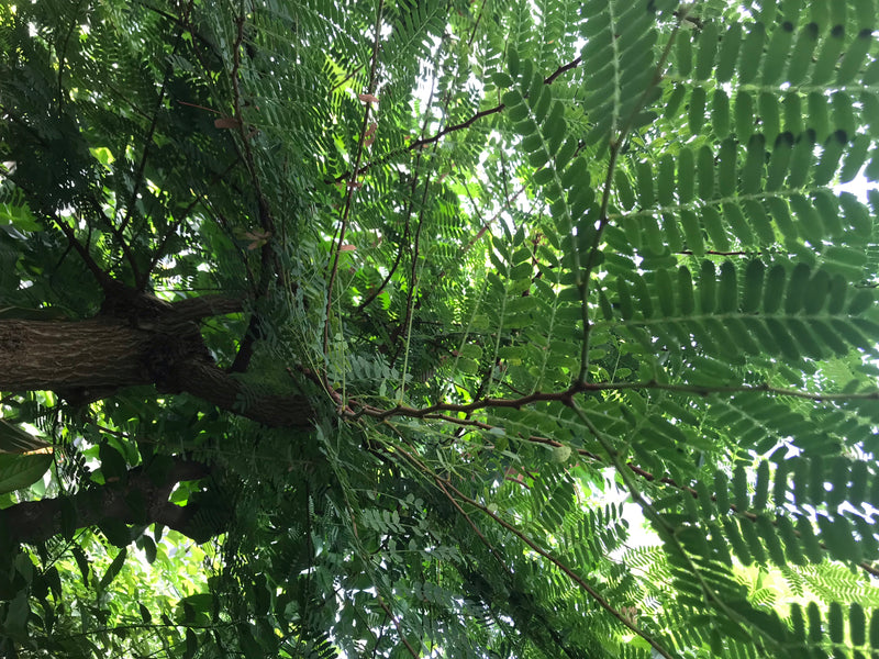 Tamarindenbaum — photo 1 sur 3