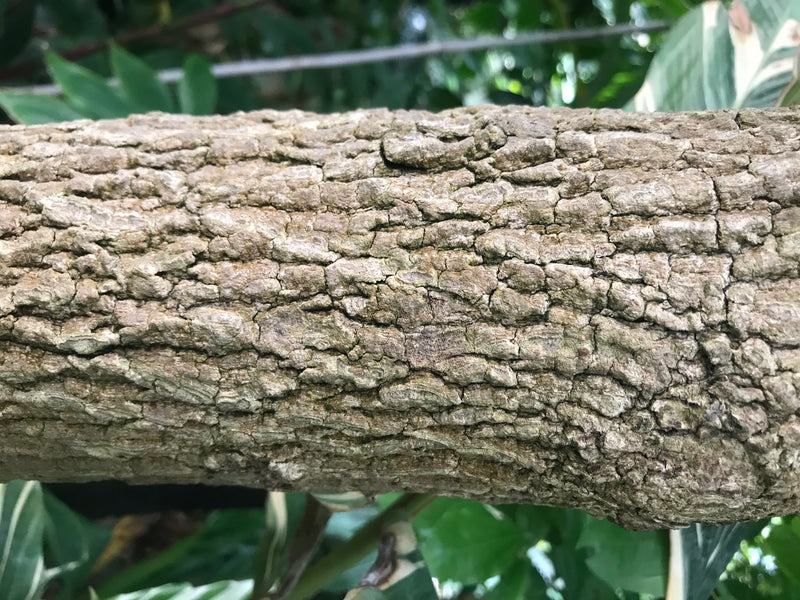 Tamarindenbaum — photo 2 sur 3