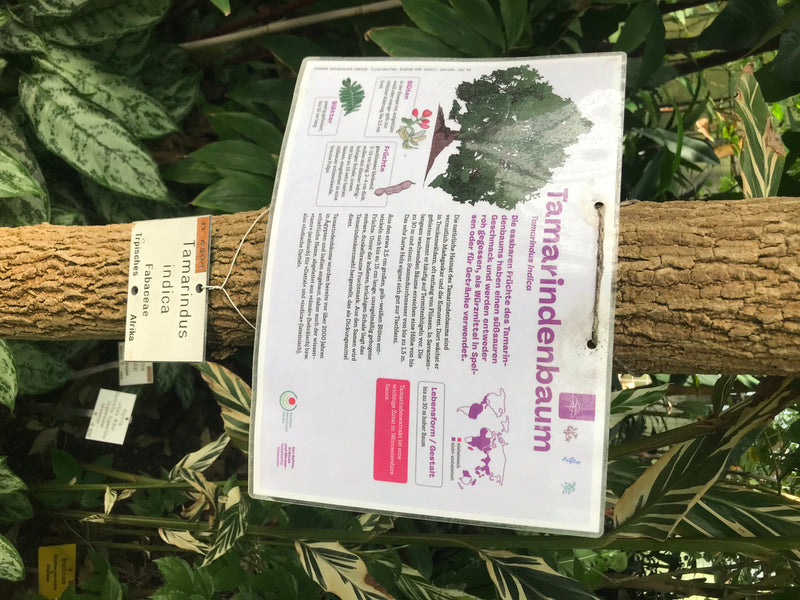 Tamarindenbaum — photo 3 sur 3