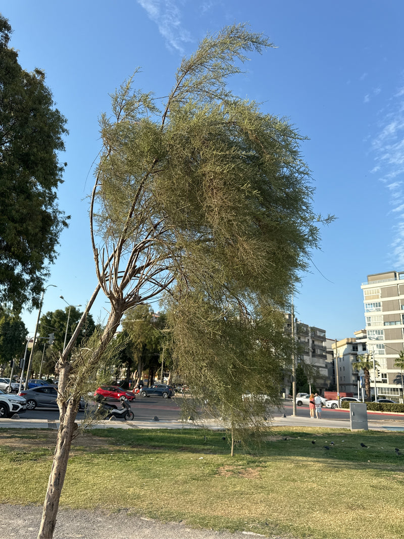 tamaris — Bild 2