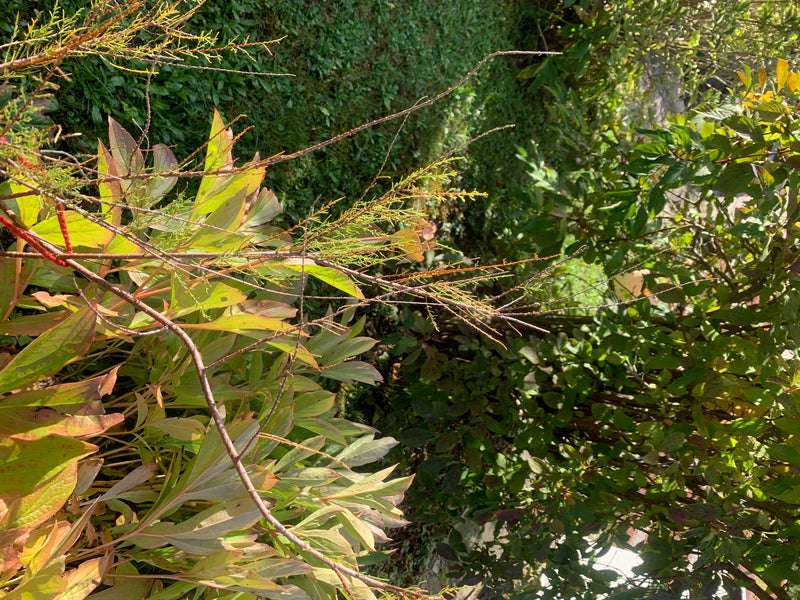 tamaris — photo 3 sur 7