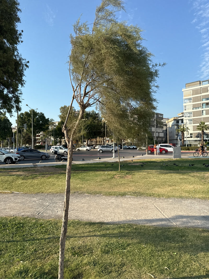 tamaris — Bild 1