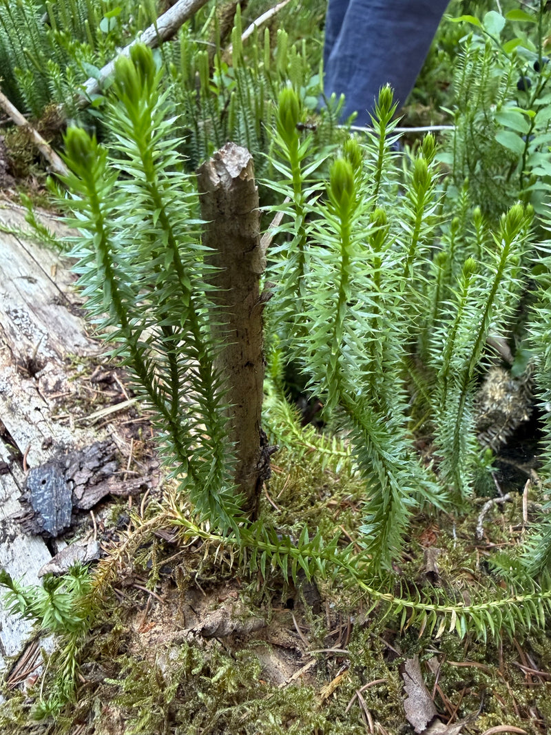 lys du pin — Bild 1