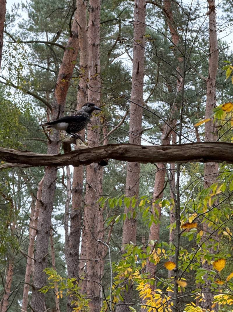 Un cassenoix moucheté est perché sur une branche dénudée au milieu de troncs de pins dans une forêt.