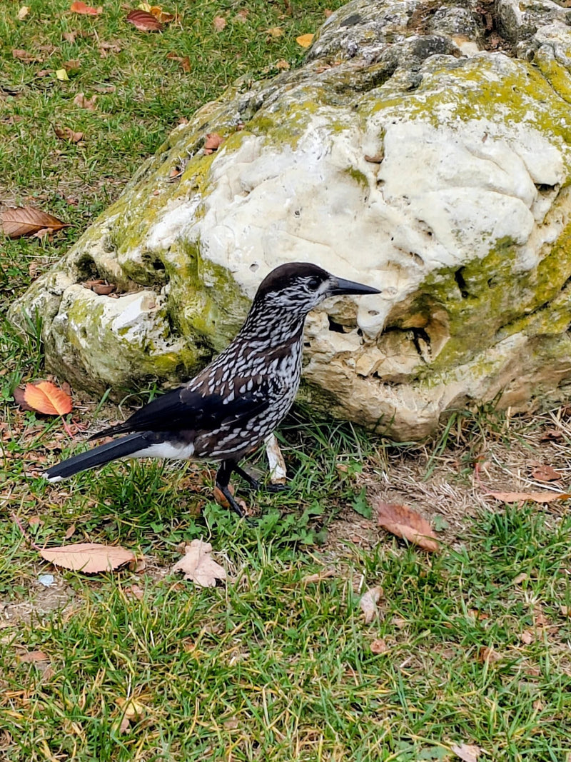 Un cassenoix moucheté se tient de profil sur une pelouse devant un rocher clair couvert de mousse.