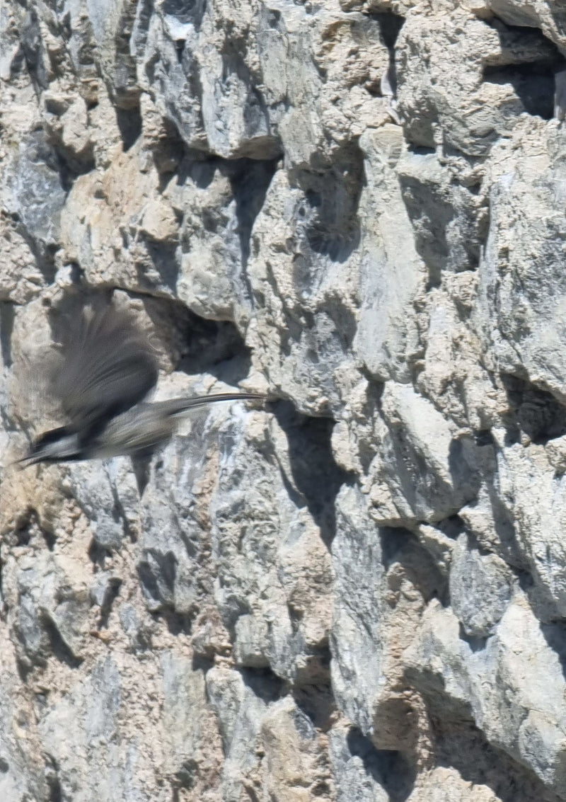 Mésange charbonnière — Bild 1