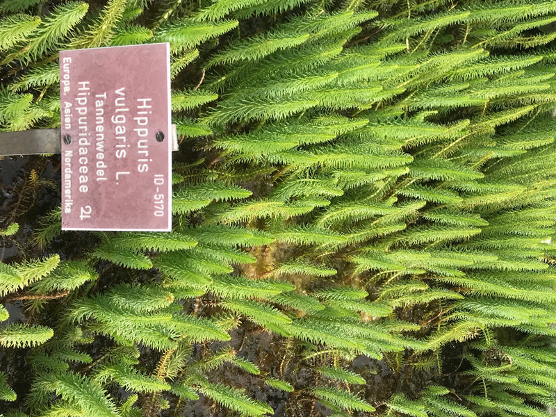 Tannenwedel — photo 1 sur 1