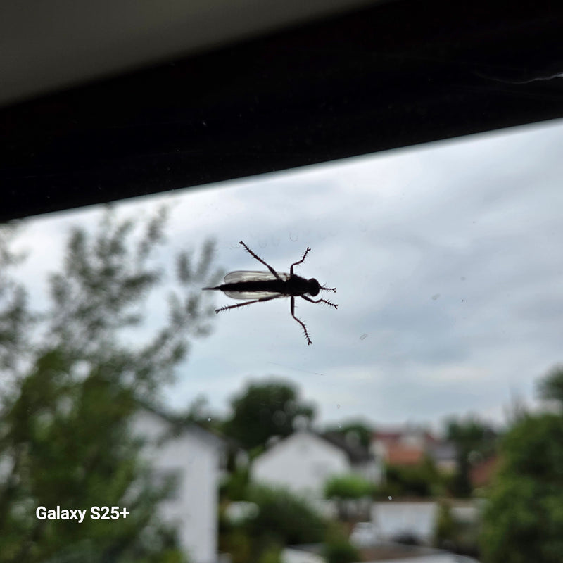 Mouche de danse — Bild 1