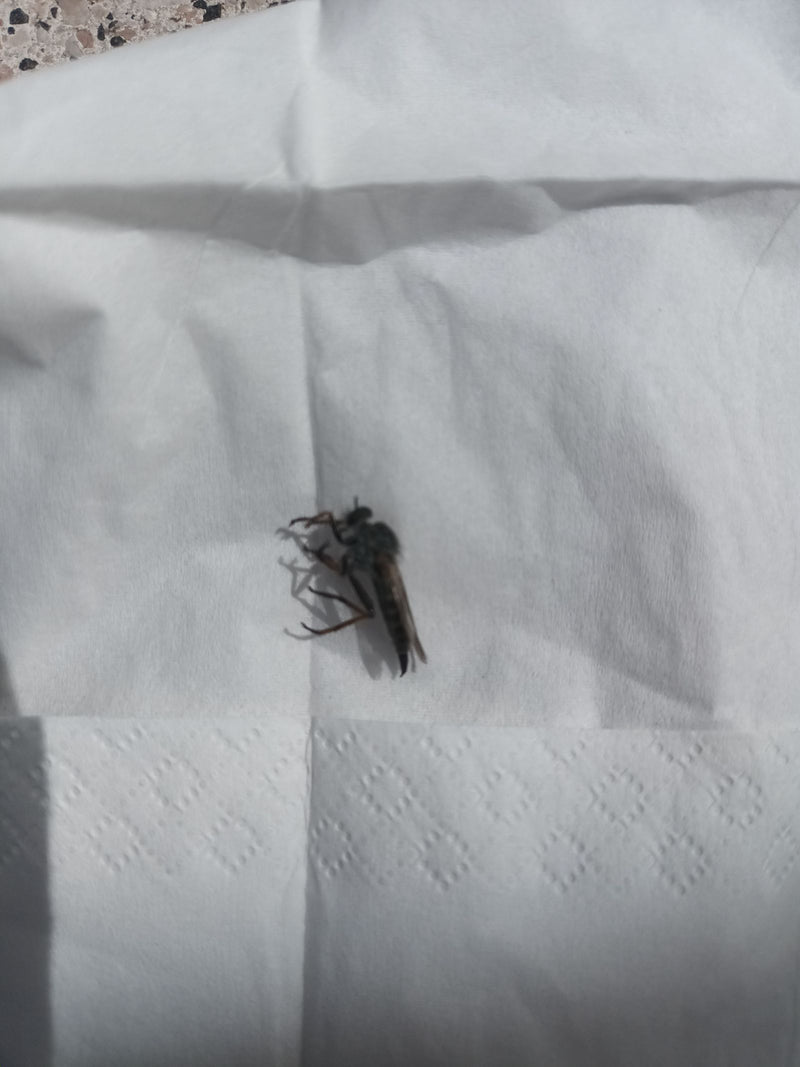 Mouche de danse — photo 2 sur 3