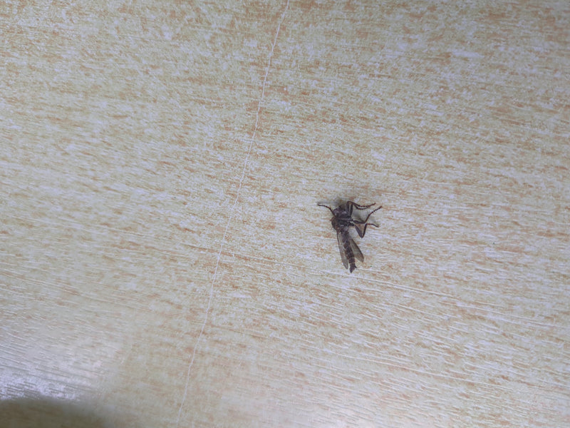 Mouche de danse — photo 3 sur 3