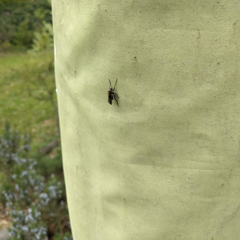 Mouche de danse — Bild 1