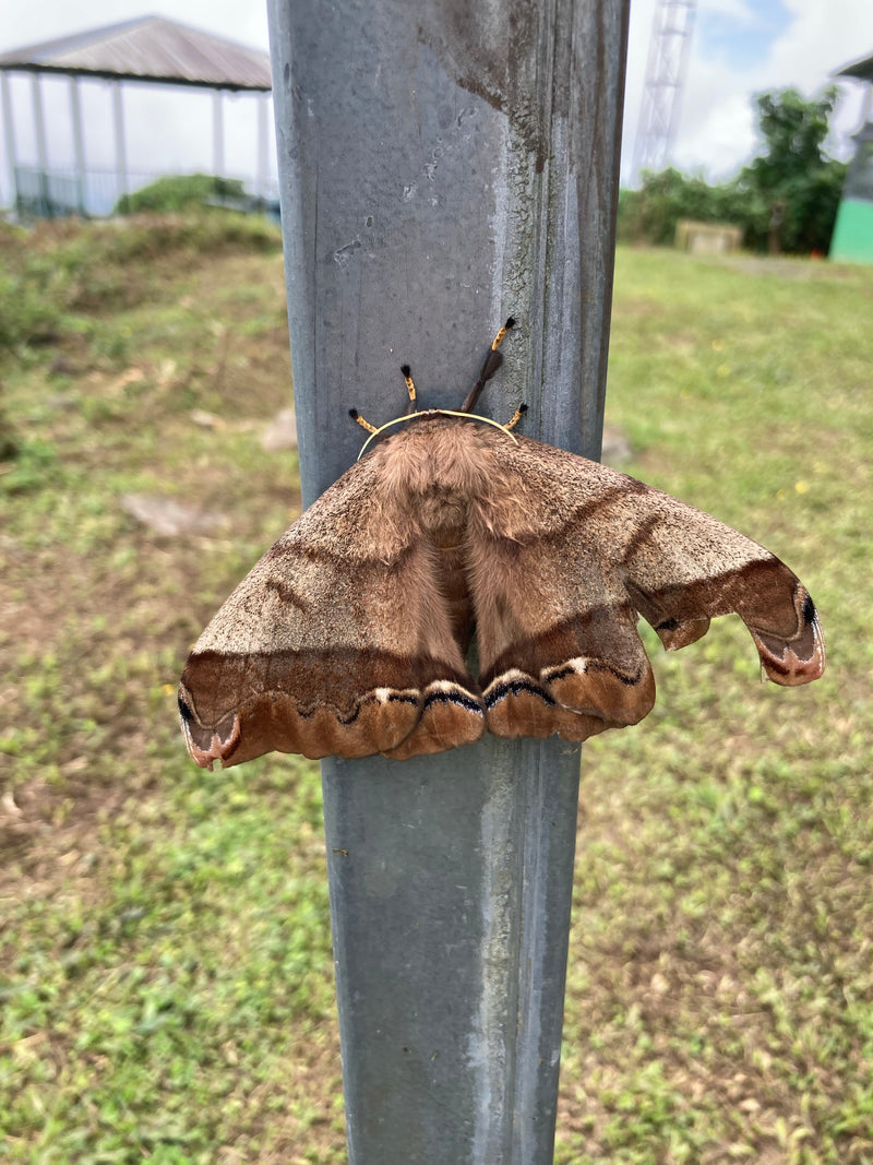 Papillon du paon Tarquinia — Bild 1