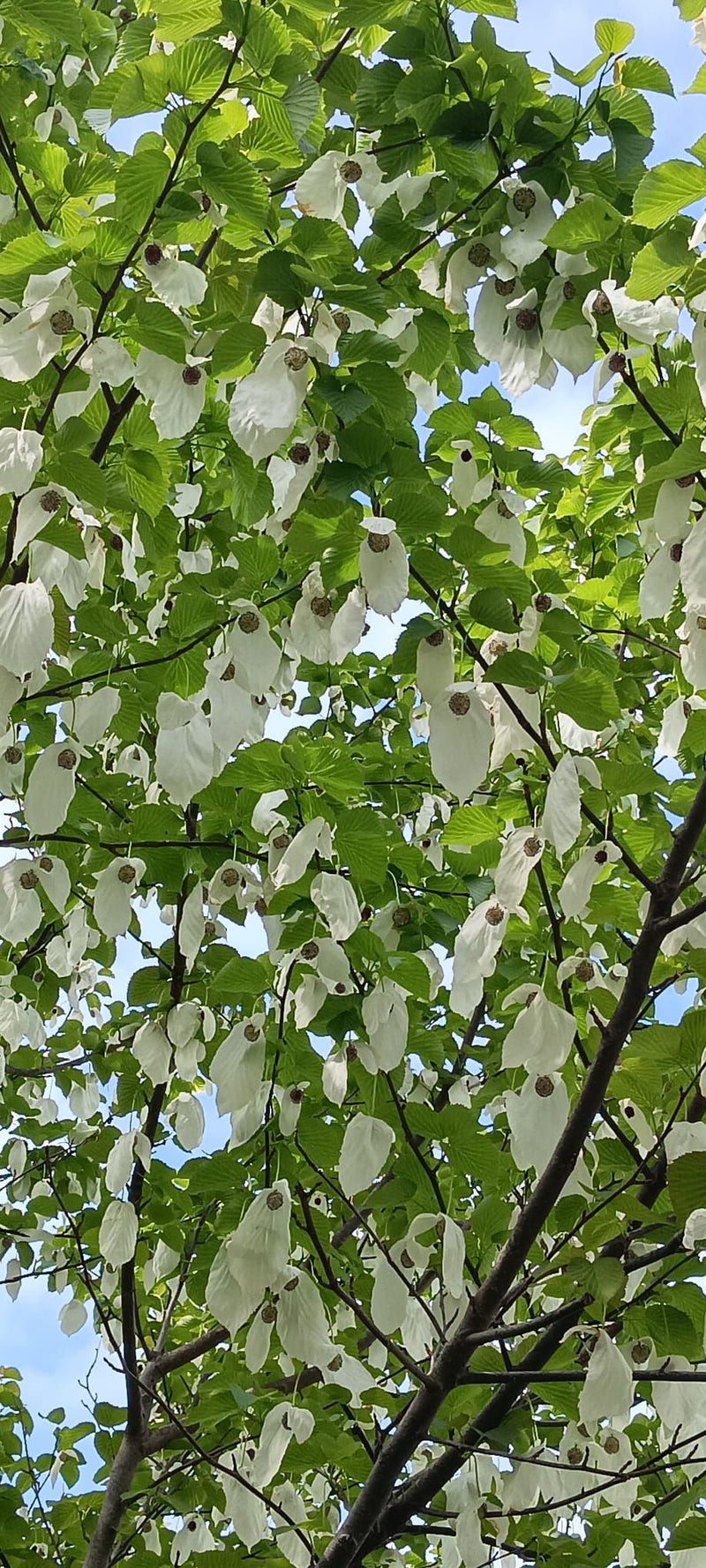 Arbre à tissus — Bild 1