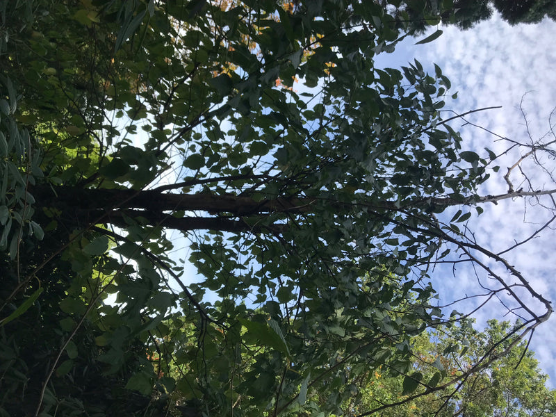 On voit la cime feuillue d'un arbre aux mouchoirs par en dessous, photographiée sur fond de ciel partiellement nuageux.