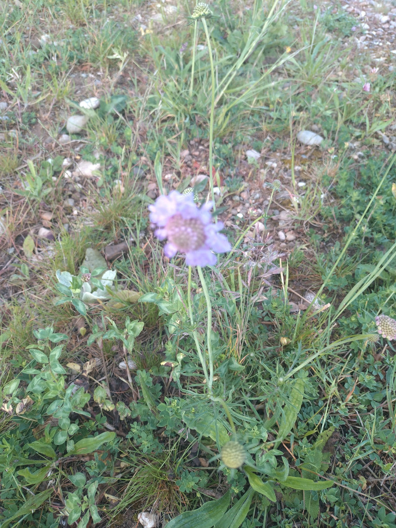 Scabiose des pigeons — Bild 2
