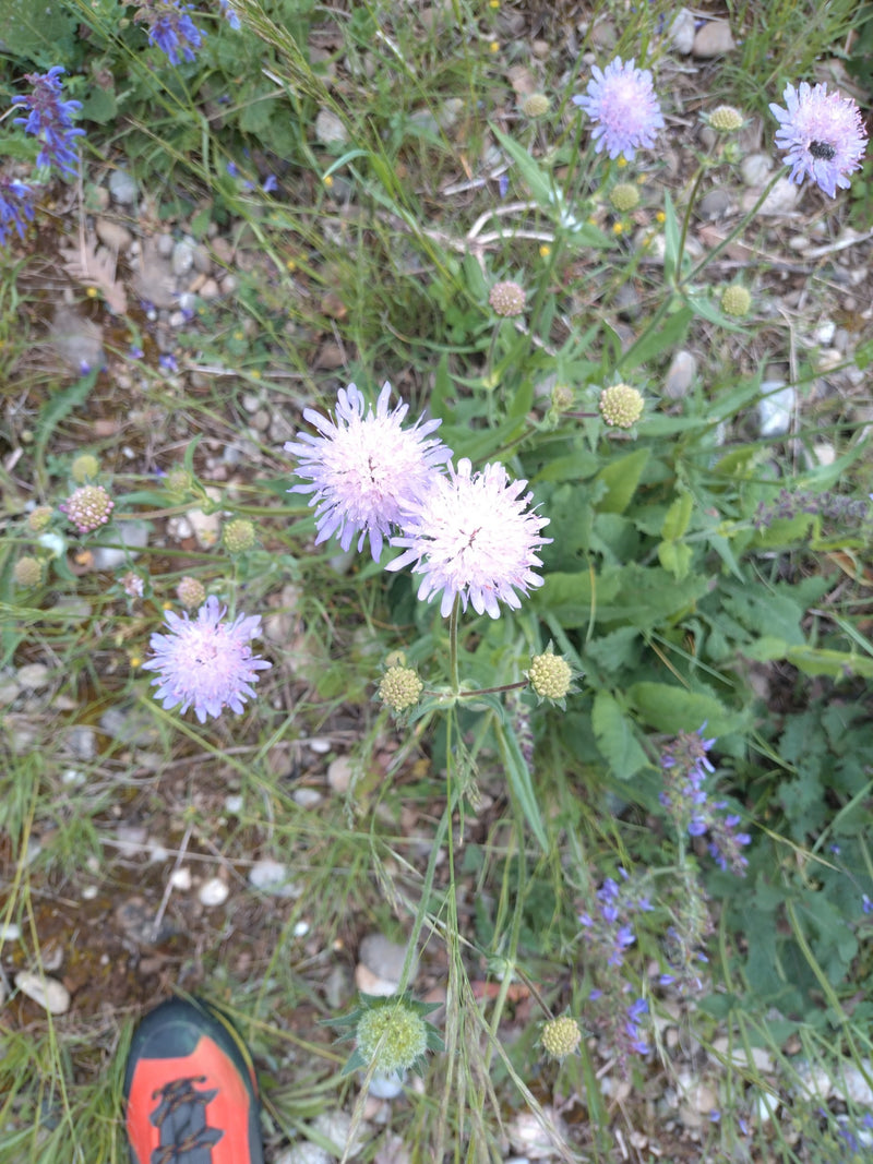 Scabiose des pigeons — Bild 1