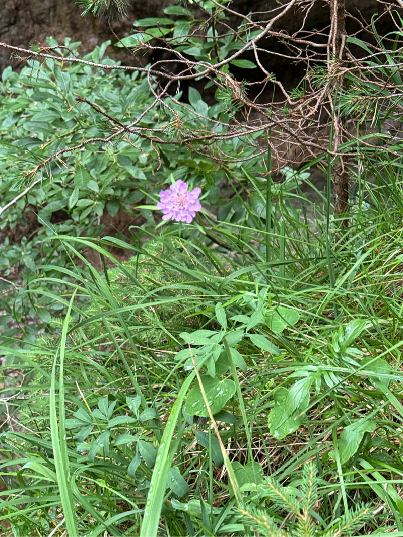 Une scabieuse mauve clair fleurit clairement au milieu de l'herbe verte et des sous-bois. La photo montre la fleur par-dessus dans son environnement naturel.