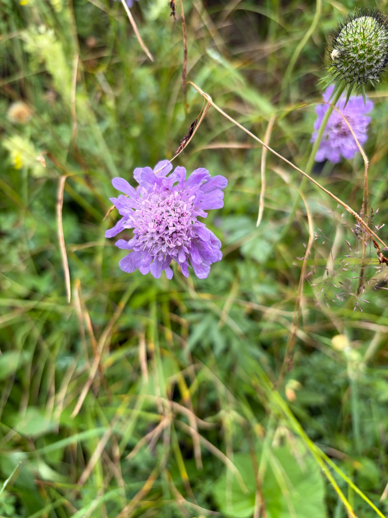 On aperçoit une fleur ouverte et mauve de scabieuse dans une prairie. Elle est entourée d'herbes vertes et d'autres bourgeons.